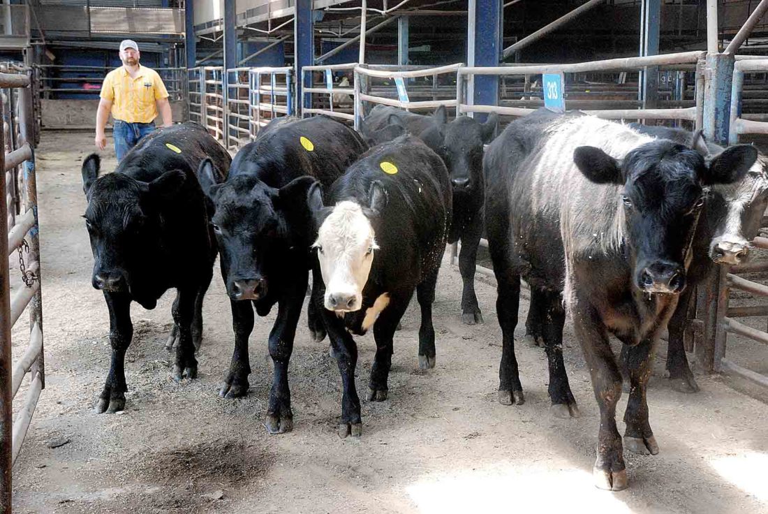 Parkersburg Livestock Exchange a family affair News, Sports, Jobs
